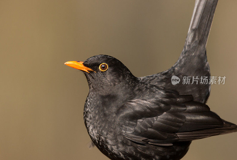 普通黑鸟(Turdus merula)特写